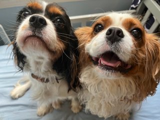 Little pups enjoy themselves, too